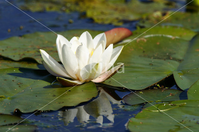 Waterlelie (Nymphaea hybride)