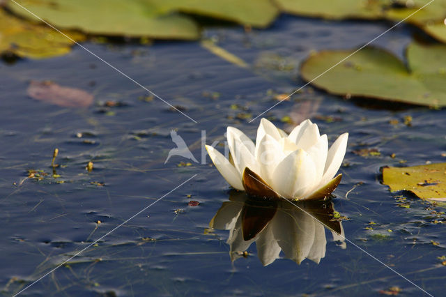 Waterlelie (Nymphaea hybride)