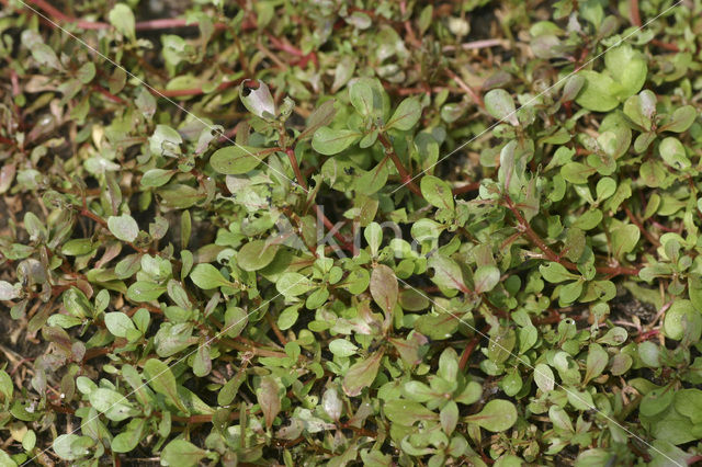 Waterpostelein (Lythrum portula)