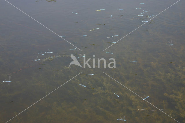 Watersnuffel (Enallagma cyathigerum)