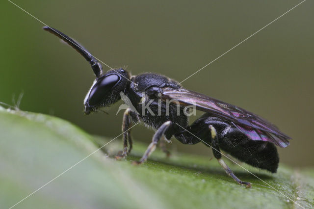 Hylaeus gibbus