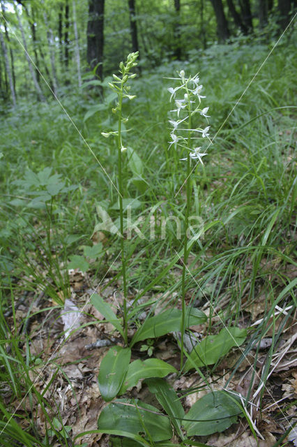 Welriekende nachtorchis (Platanthera bifolia)