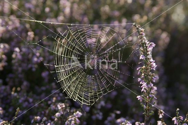 spider (Linyohia spec.)