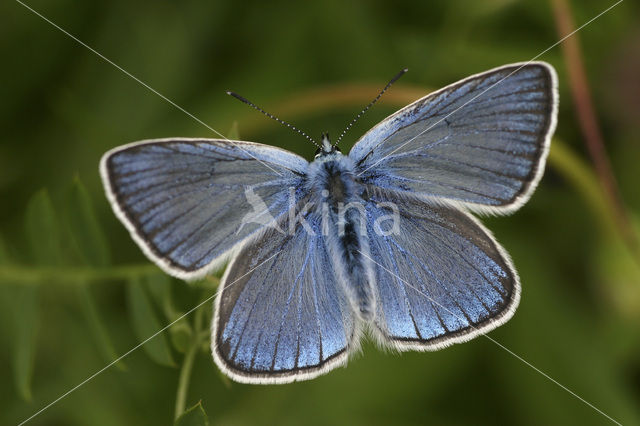 Amanda’s Blue (Polyommatus amandus)