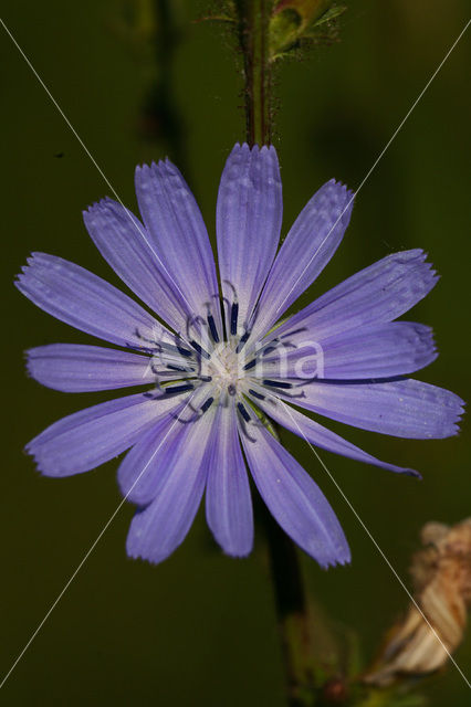 Chicory (Cichorium intybus)