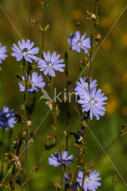 Chicory (Cichorium intybus)