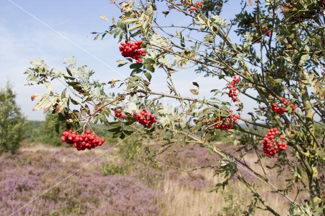 Wilde lijsterbes (Sorbus aucuparia)