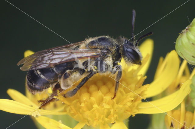 Andrena dorsata