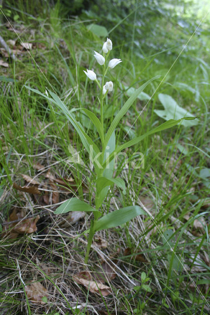 Wit bosvogeltje (Cephalanthera longifolia)