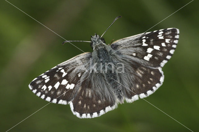 Safflower Skipper (Pyrgus carthami)