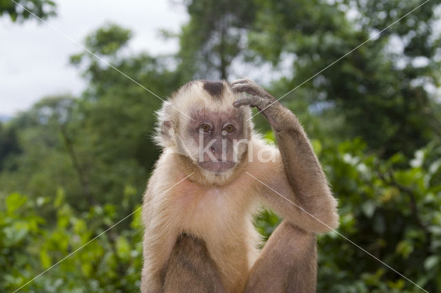 Witschoudercapucijnaap (Cebus capucinus)