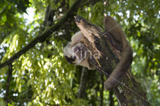 Witschoudercapucijnaap (Cebus capucinus)