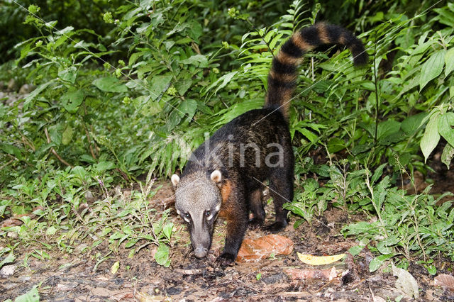 White-nosed Coati (Nasua narica)