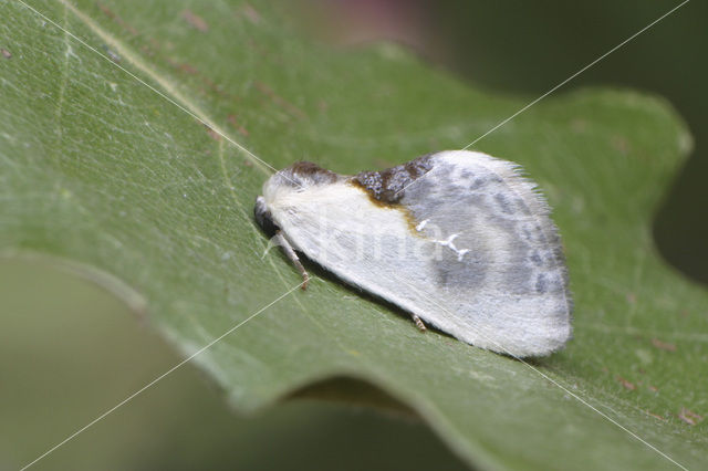 Witte eenstaart (Cilix glaucata)