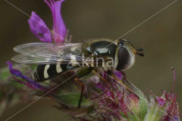 Scaeva pyrastri