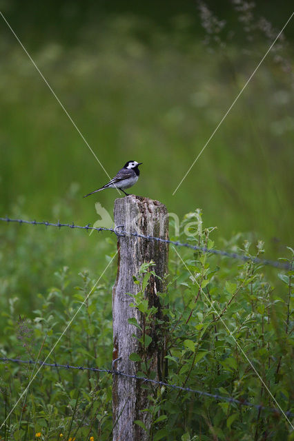 White Wagtail (Motacilla alba)
