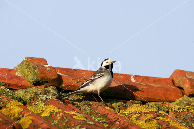 White Wagtail (Motacilla alba)