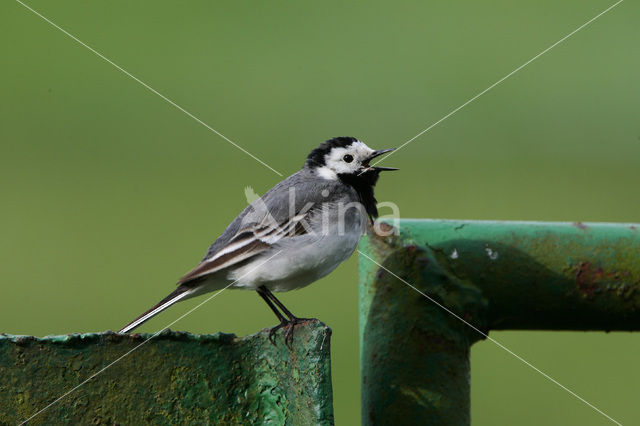 White Wagtail (Motacilla alba)