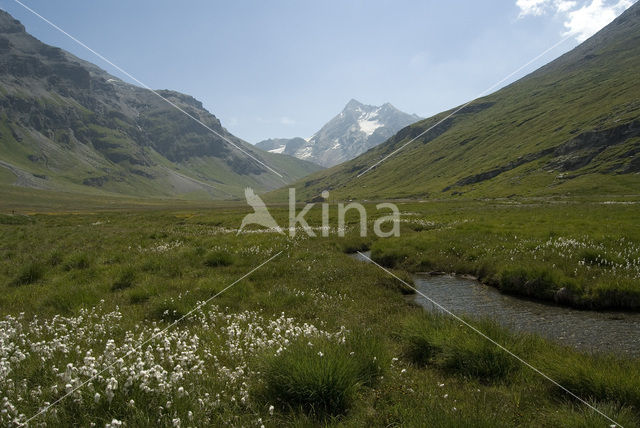 Cottongrass (Eriophorum spec.)