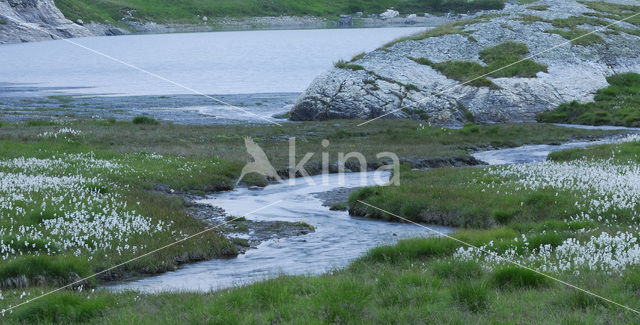 Cottongrass (Eriophorum spec.)