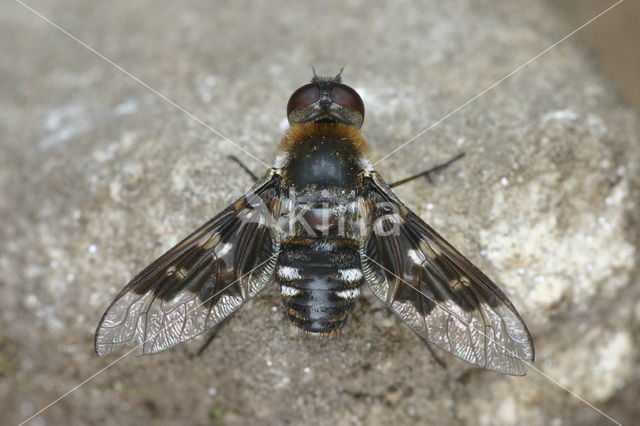 Wolzwever (Thyridanthrax fenestratus)