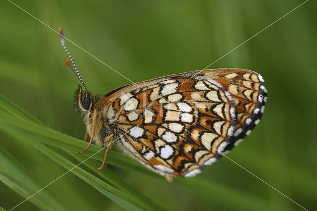 Woudparelmoervlinder (Melitaea diamina)