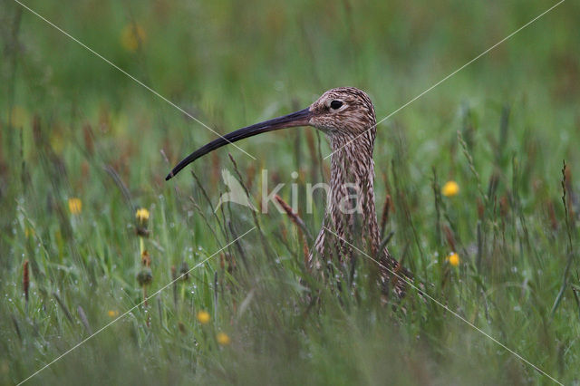 Wulp (Numenius arquata)