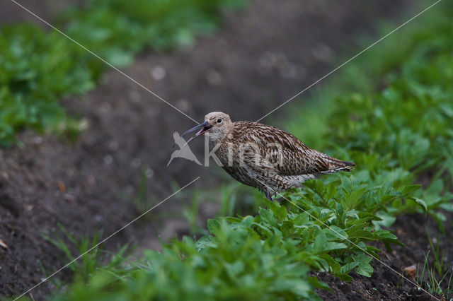 Eurasian Curlew (Numenius arquata)