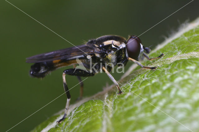 Xylota jakutorum