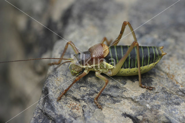 Saddle-backed Bush-cricket (Ephippiger ephippiger)