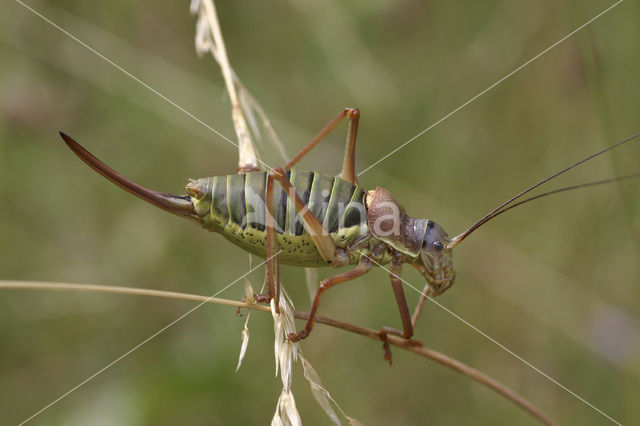 Saddle-backed Bush-cricket (Ephippiger ephippiger)