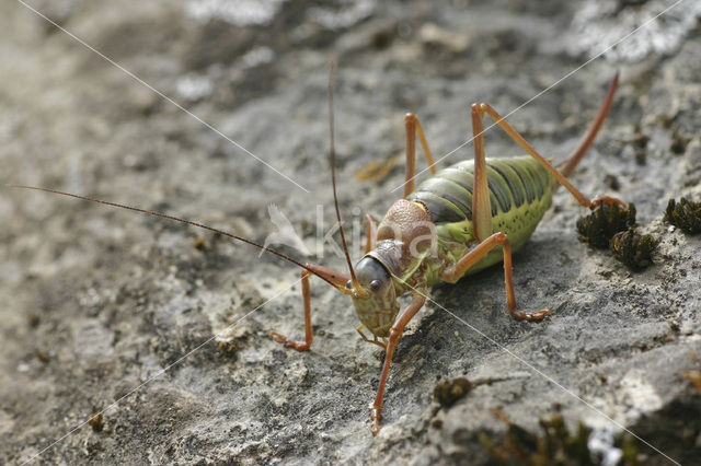 Zadelsprinkhaan (Ephippiger ephippiger)