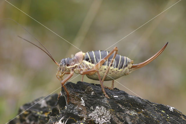 Zadelsprinkhaan (Ephippiger ephippiger)