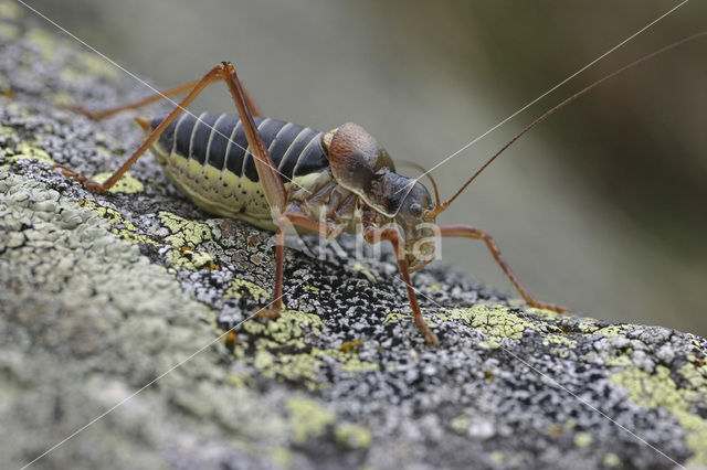 Zadelsprinkhaan (Ephippiger ephippiger)