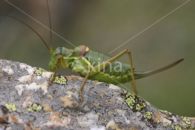 Saddle-backed Bush-cricket (Ephippiger ephippiger)