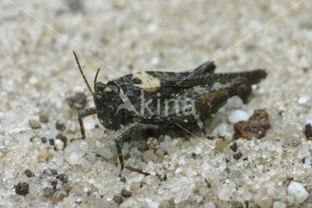 Cepero’s Ground-hopper (Tetrix ceperoi)