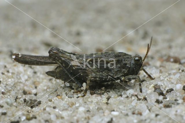 Cepero’s Ground-hopper (Tetrix ceperoi)