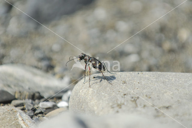 Zandloopkever (Cicindela spec.)