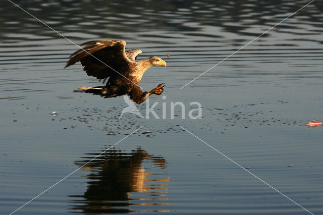 Zeearend (Haliaeetus albicilla)