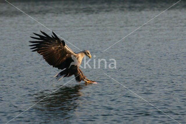 Zeearend (Haliaeetus albicilla)