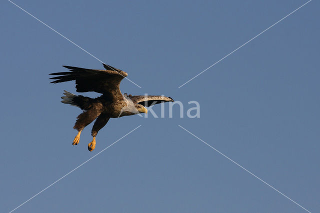 White-tailed Sea Eagle (Haliaeetus albicilla)