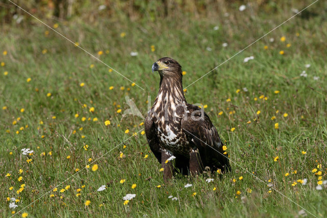 White-tailed Sea Eagle (Haliaeetus albicilla)