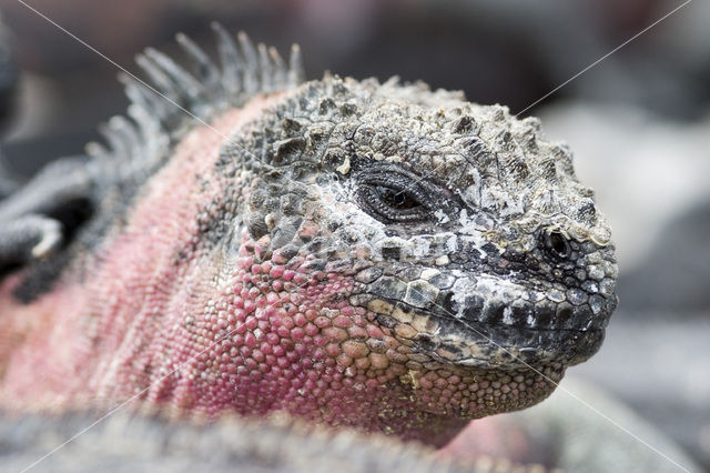 Marine Iguana (Amblyrhynchus cristatus)