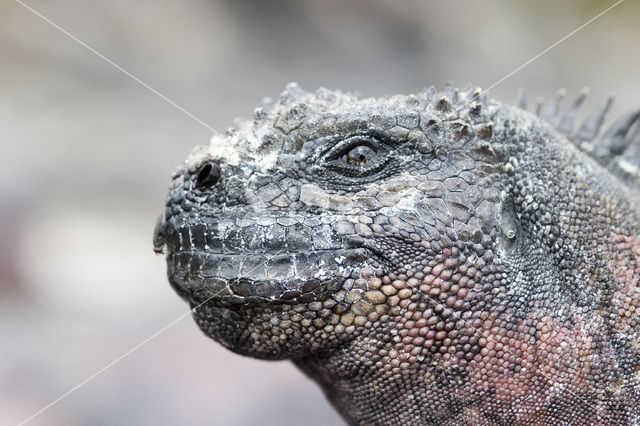 Marine Iguana (Amblyrhynchus cristatus)