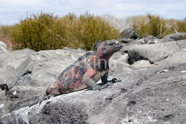 Marine Iguana (Amblyrhynchus cristatus)