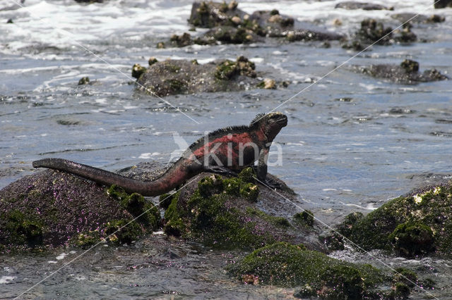 Marine Iguana (Amblyrhynchus cristatus)