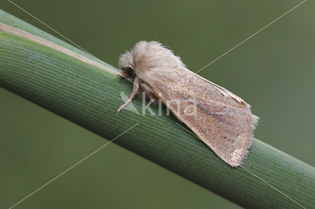 Small Wainscot (Chortodes pygmina)