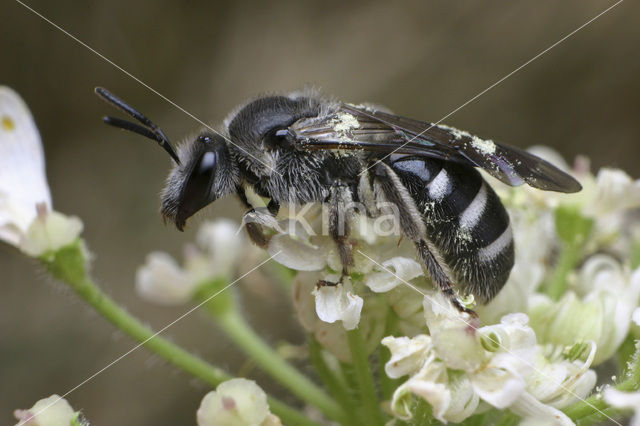 Zesvlekkige groefbij (Lasioglossum sexnotatum)