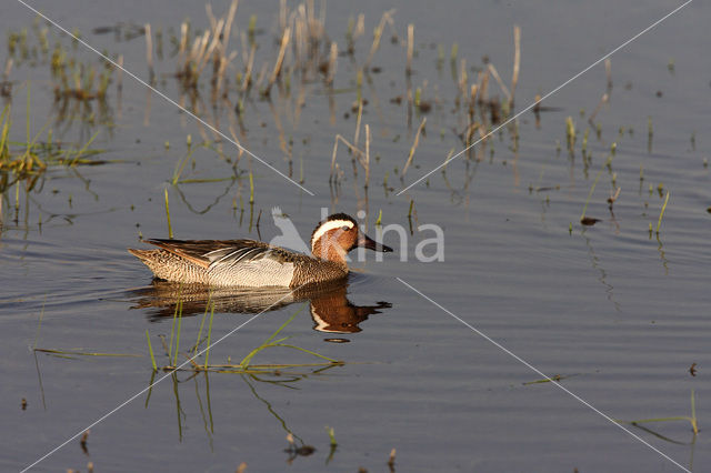 Garganey (Anas querquedula)