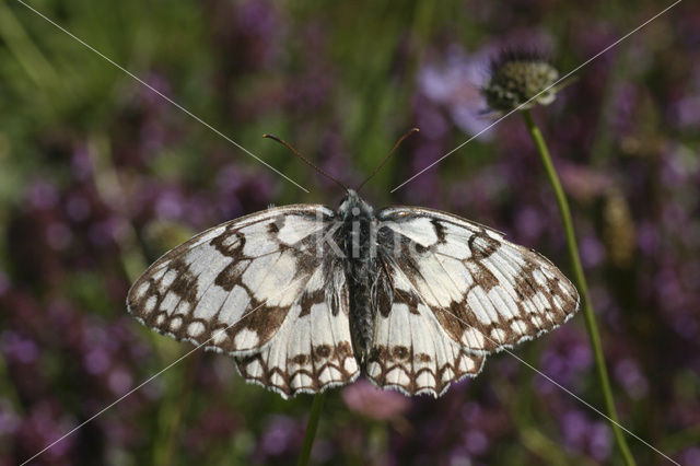 Zuidelijk dambordje (Melanargia russiae)